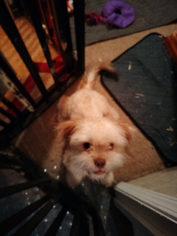 Shih Tzu – 4Ever Puppies