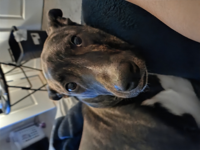 Wanting to Rehome