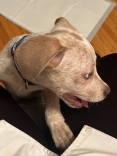 German short haired pointer