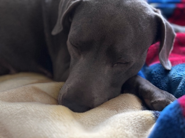 Catahoula Cur – Blue nose pit/weimaraner mix
