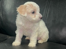 Yorkie Poo – Puppie – Dallas