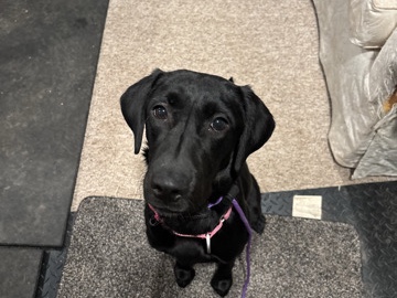 Labrador Retriever - looking for fur-ever home & family available for adoption in Washington