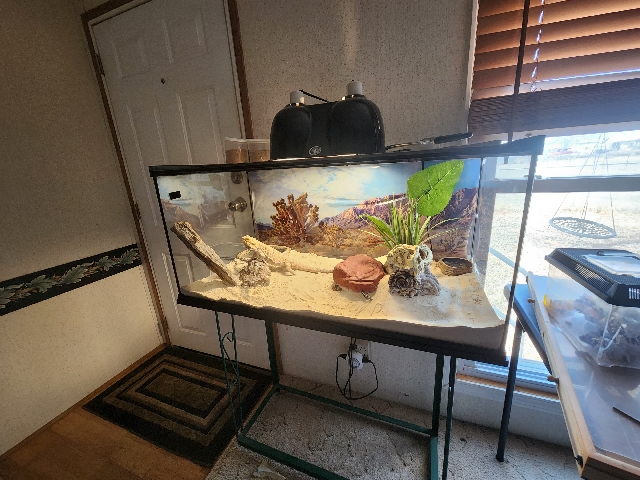 Bearded Dragon – (2) Bearded Dragons each with 40 gallon complete habitat – Portales