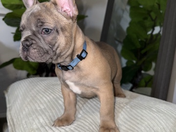 French Bulldog – frenchie blue fawn male – Fort Worth