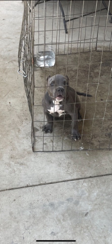 American Bulldog – American bully puppy