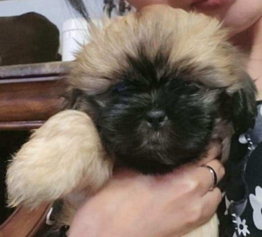 Shih Tzu – shih tzu