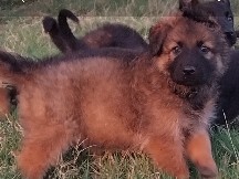 Belgian Shepherd Dog (Malinois) – Belgian malinois x dutch herder – Richmond