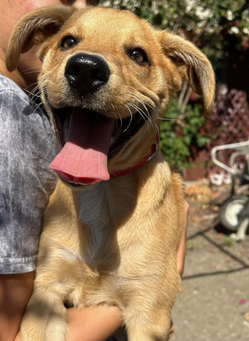 German Shepherd – Relocate puppy