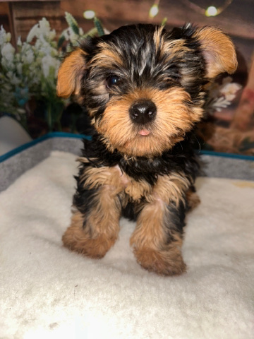 Yorkshire Terrier – yorkie female