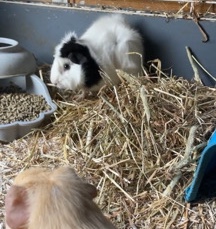 baby boy Guinea pigs