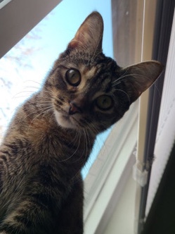 Russian White, Black and Tabby – Rehoming our Cat