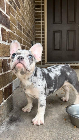 French Bulldog – Frenchies Available