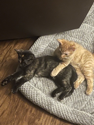 Russian White, Black and Tabby – 12 week old kittens