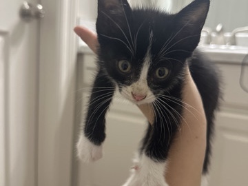 Sweet Little Kitten Needs A New Home – Denham Springs