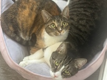 Image of American Shorthair