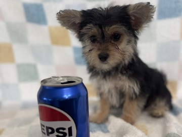 Morkie – Morkie for sale – Dawsonville