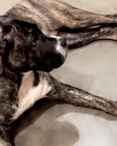 Perro de Presa Canario – Beautiful Presa Canerio Pup