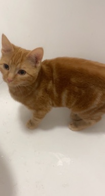 American Shorthair – 5 months ginger cat