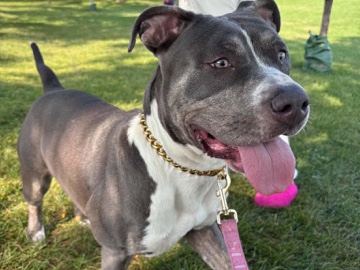 Stabyhoun – Barbie An American Bulldog – Chicago
