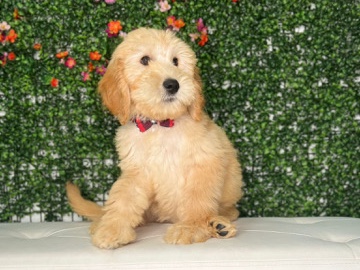 Goldendoodle β πΆ 12-Week Goldendoodle Puppy β Homestead, FL β Miami