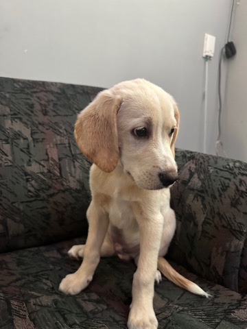 Labrador Retriever – cute Labrador
