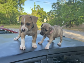 American Pit Bull Terrier – Pitbull Puppies – DeFuniak Springs