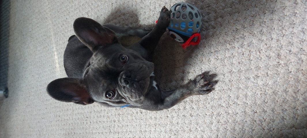 French Bulldog – Gorrrrgeous Blue Frenchie