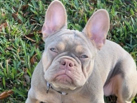 French Bulldog – french bulldog