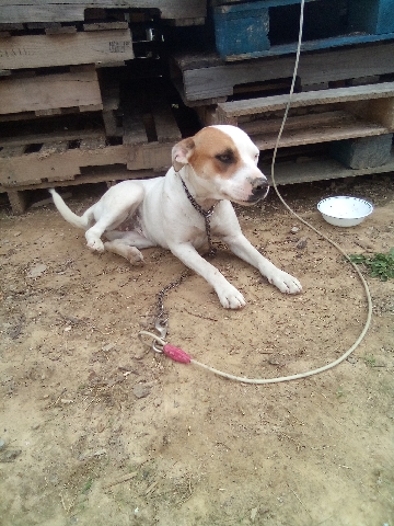 Mountain Cur – girl dog pitmix with cure good dog very friendlu