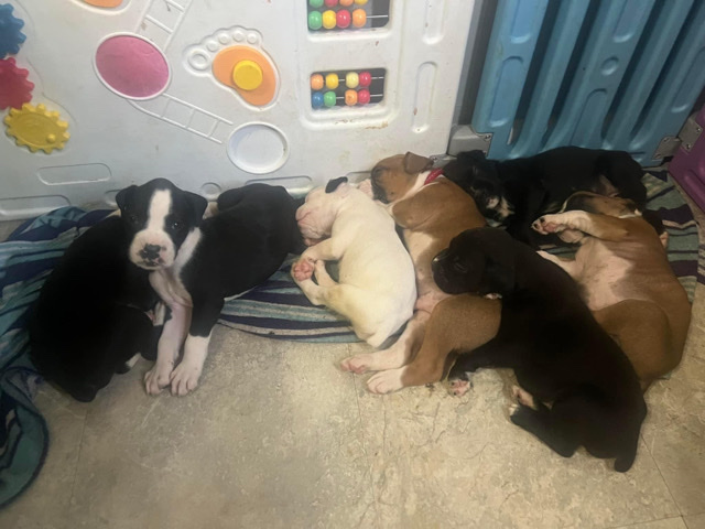 Boxer – boxer puppies