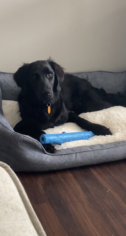 Golden Retriever – New home needed