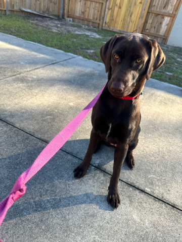 Labrador Retriever – Nalla