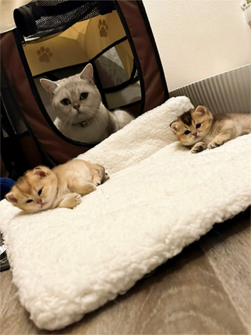 British Shorthair – British shorthair kittens.