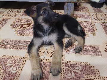 Hare Indian Dog – German shepherd – Mumbai