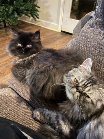 Persian (Modern) – Persian kittens