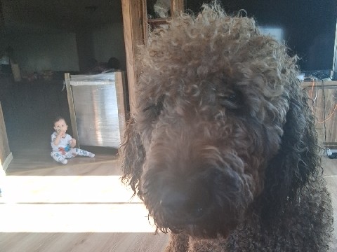 Doodle - rehoming dog available for adoption in Jerome