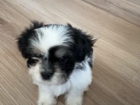 Shih Tzu – Adorable Shih Tzu Puppy – Ready for a Loving Home – Succasunna