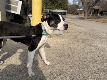 American Staffordshire Terrier – dog looking to re home – San Antonio