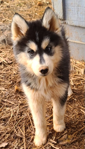 Siberian Husky – Husky Puppies
