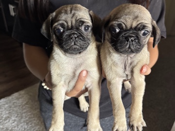 pug ready for his new home!