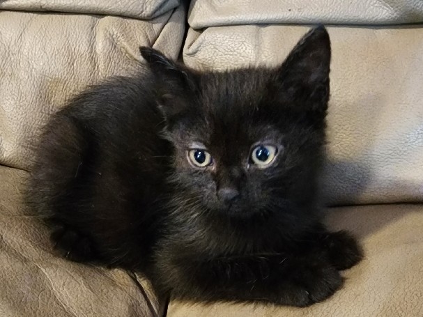 kittens – North Branch