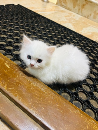 Persian (Modern) – white ,female , with grey eyes