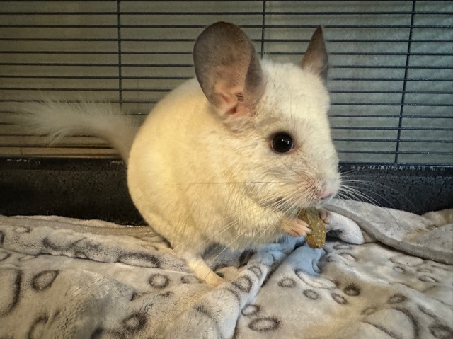 chinchilla – White Chinchilla - Female