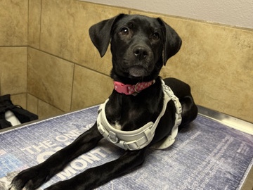 Labrador Retriever – Stella: Looking for New Home. – San Antonio