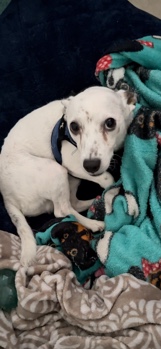 Chihuahua – Angel