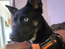 Wendy, Husky,German shepherd – Linden
