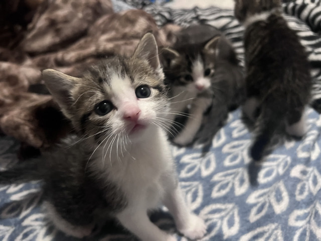 Russian White, Black and Tabby – kittens – Sioux Falls