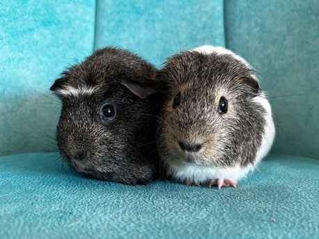 Cute Guinea Pigs