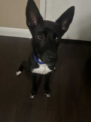 German Shepherd – German Shepard Mixed