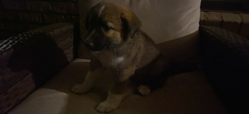 Great Pyrenees – Great Pyrenees and German Shepard mix.